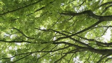 Yeşil yapraklı güzel ağaç, kamera hareket ediyor.