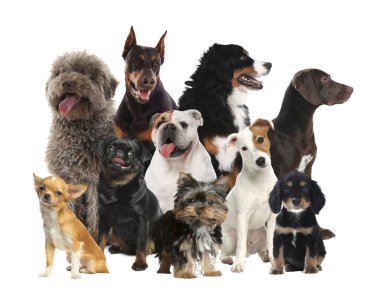 Grup beyaz arka plan üzerinde şirin köpek