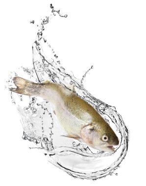 Suda boğaz kesen alabalıklar beyaz arka plana sıçrar