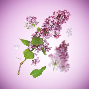 Kokulu çiçekli leylak dalları ve menekşe eğimli arka planda uçan yapraklar.