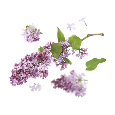 Kokulu çiçekli leylak dallar ve beyaz arka planda uçuşan yapraklar.