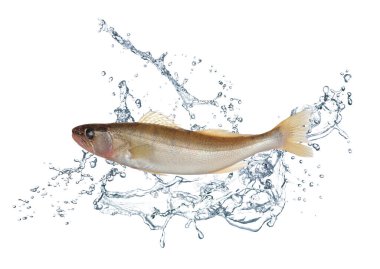 Suyun içindeki balık turna balığı beyaz arkaplanda sıçrar