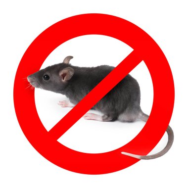 Beyaz arka planda kırmızı yasak işareti olan küçük sıçan. Haşere kontrolü