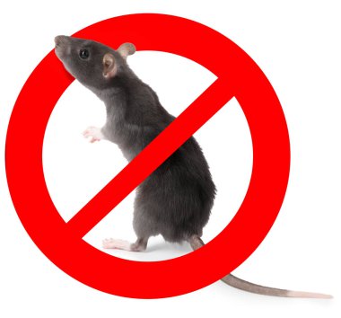 Beyaz arka planda kırmızı yasak işareti olan küçük sıçan. Haşere kontrolü