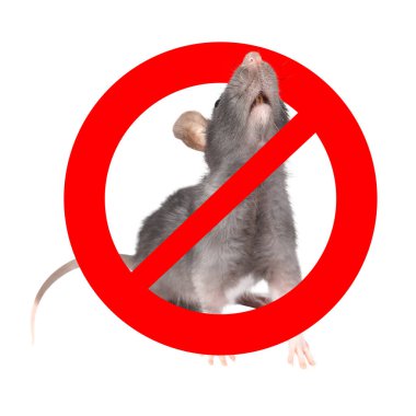 Beyaz arka planda kırmızı yasak işareti olan küçük sıçan. Haşere kontrolü