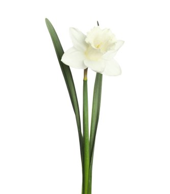 Beyaz yapraklı güzel bir nergis.