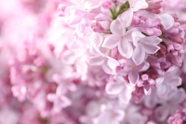 Arka plan olarak birçok güzel leylak çiçeği, yakın plan