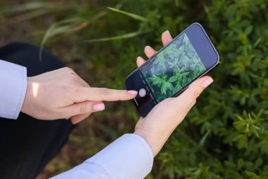 Açık havada akıllı telefondan bitki tanıma uygulaması kullanan bir kadın.