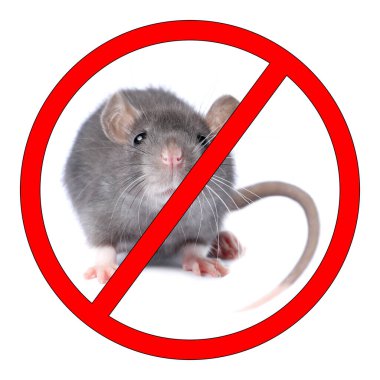 Beyaz arka planda kırmızı yasak işareti olan küçük sıçan. Haşere kontrolü