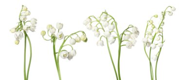 Vadinin güzel zambakları beyazlar üzerinde soyutlanmış,