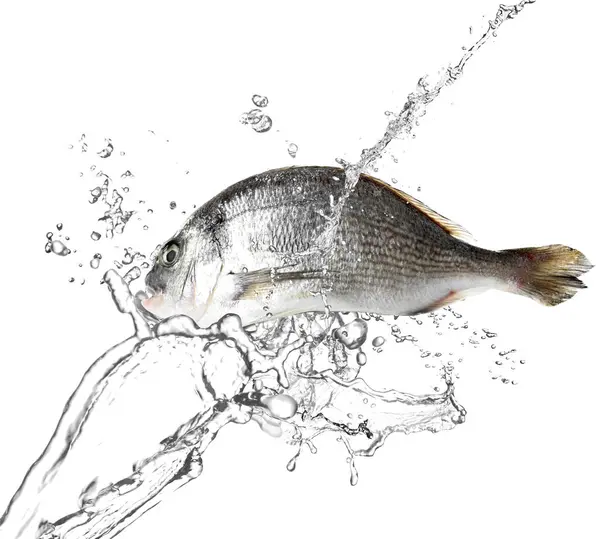 Sudaki balıklar beyaz zemine sıçrıyor