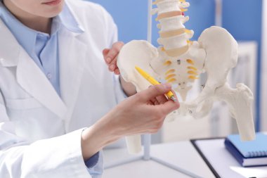 Doktor klinikteki insan omurga modeline işaret ediyor.