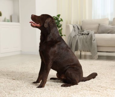 Evde yerde sevimli bir köpek var. Sevimli hayvan