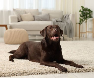 Evde yerde sevimli bir köpek var. Sevimli hayvan