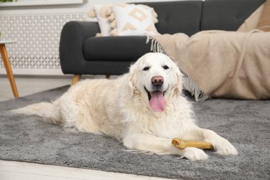 Evde yerde kemikleri çiğnenmiş şirin bir köpek.