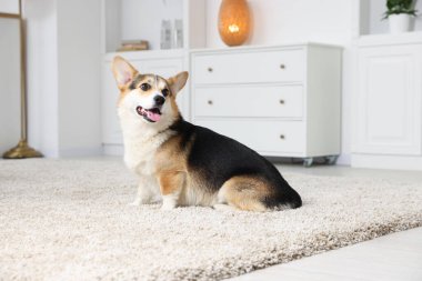 Evdeki şirin Galli Corgi. Sevimli hayvan