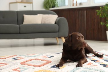 Evde şirin bir köpek var, mesaj için yer var. Sevimli hayvan