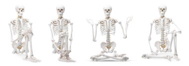 Farklı pozlarda suni insan iskeleti modeli beyaz, set