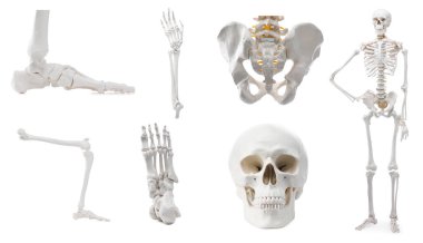 Yapay insan iskelet modeli ve beyaz üzerine izole edilmiş parçalar.