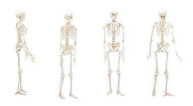 Yapay insan iskelet modeli beyaz sette izole edildi. Farklı taraflar