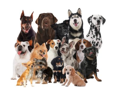 Grup beyaz arka plan üzerinde şirin köpek