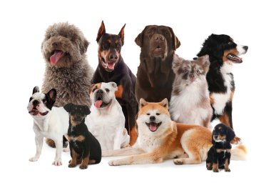 Grup beyaz arka plan üzerinde şirin köpek