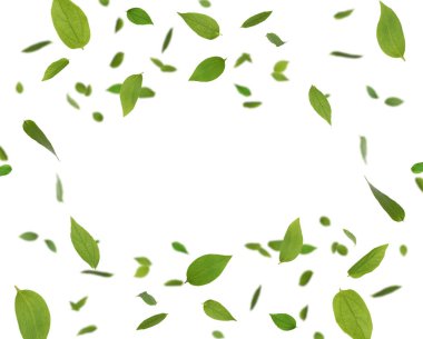 Beyaz arka planda taze yeşil yapraklar