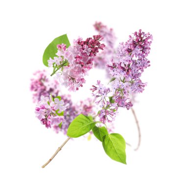 Kokulu çiçekli leylak dallar ve beyaz arka planda uçuşan yapraklar.