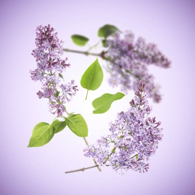 Kokulu çiçekli leylak dalları ve açık mor renkli arka planda uçan yapraklar