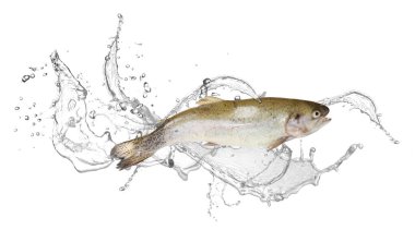 Suda boğaz kesen alabalıklar beyaz arka plana sıçrar