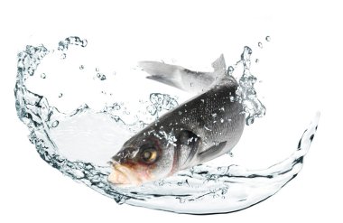 Sudaki levrek balığı beyaz zemine sıçrar