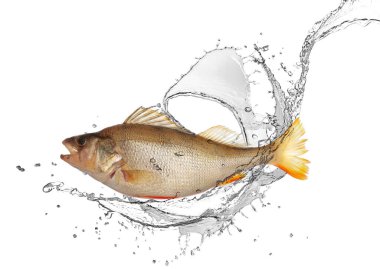 Sudaki levrek balığı beyaz zemine sıçrar