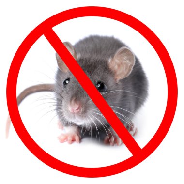 Beyaz arka planda kırmızı yasak işareti olan küçük sıçan. Haşere kontrolü