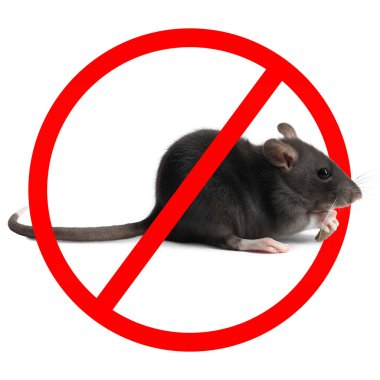 Beyaz arka planda kırmızı yasak işareti olan küçük sıçan. Haşere kontrolü