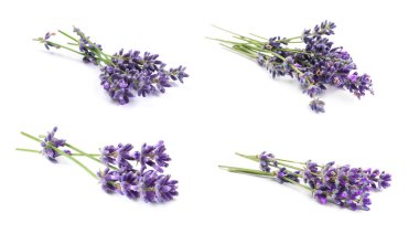 Beyaz arka planda güzel lavanta çiçekleri, kolaj