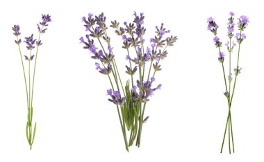 Beyaz arkaplanda güzel lavanta çiçekleri, set
