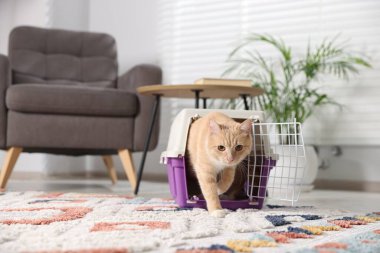 Evdeki evcil hayvan taşıyıcısının içinde sevimli bir kedi.