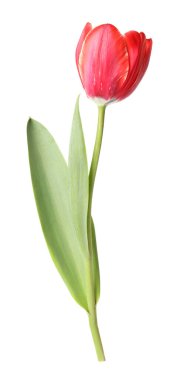 beyaz izole bir güzel Pembe Lale