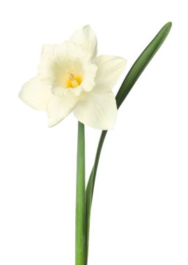 Beyaz yapraklı güzel bir nergis.