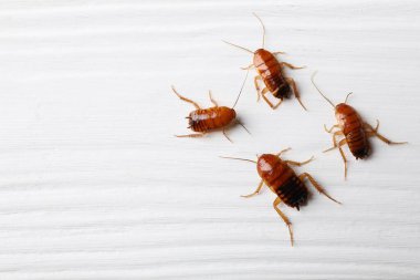 Beyaz ahşap masada bir sürü hamamböceği yatıyordu. Metin için boşluk