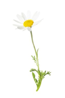 Beyaz arka planda güzel bir papatya çiçeği