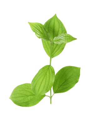 Yeşil yapraklı bir dal beyaz üzerine izole edilmiş