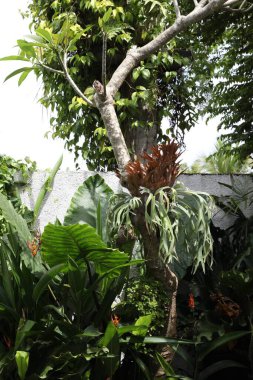 Açık havada çitlerin yanında bir sürü farklı yeşil bitki var.