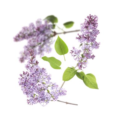 Kokulu çiçekli leylak dallar ve beyaz arka planda uçuşan yapraklar.