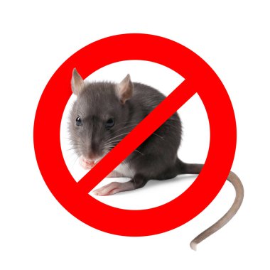 Beyaz arka planda kırmızı yasak işareti olan küçük sıçan. Haşere kontrolü