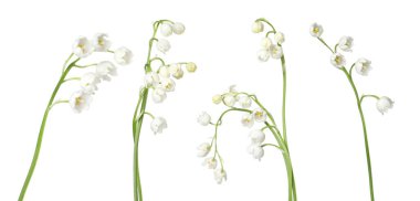 Vadinin güzel zambakları beyazlar üzerinde soyutlanmış,