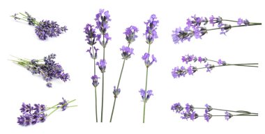 Beyaz arka planda güzel lavanta çiçekleri, kolaj