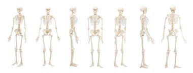 Yapay insan iskelet modeli beyaz sette izole edildi. Farklı taraflar