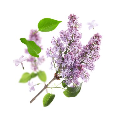 Kokulu çiçekli leylak dallar ve beyaz arka planda uçuşan yapraklar.