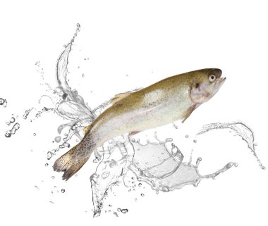 Suda boğaz kesen alabalıklar beyaz arka plana sıçrar